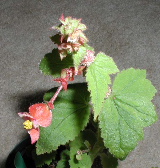 B. sandtii